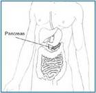 Anatomical illustration of the pancreas' location in the abdomen. - Click to enlarge in new window.