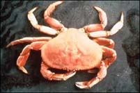 Crab