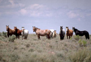 Wild horse and burro herds that roam BLM-managed rangelands - Click on image to view hi-res version.