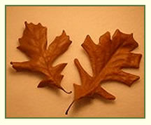 Photograph of oak leaves.