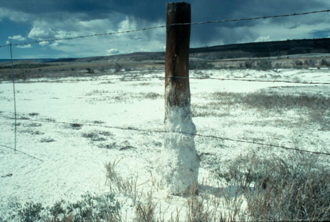 Photograph. As the water evaporates, salts dissolved from the soil deposit and accumulate at the soil surface. Notice the crust of salt deposited on the ground and on the base of the fence post.