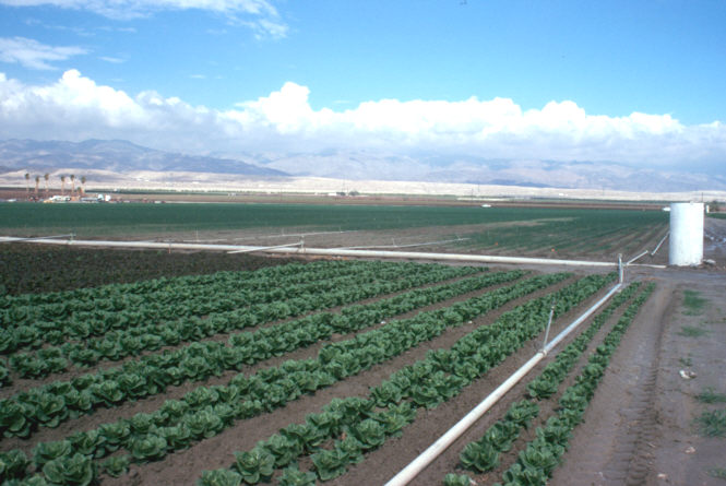 Photograph. Lettuce in the foreground is sprinkler irrigated. Bare patches in the field in the background show localized effects of salinity.
