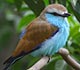 A blue songbird