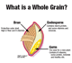 What is a Whole Grain?
