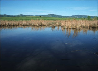  Restored wetland in Yolo County, California