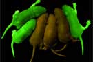 Six mice, three glowing a fluorescent green because of a key protein in their cells
