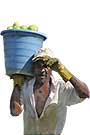 A Hispanic farmworker carries a bushel of harvested fruit