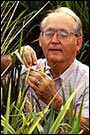 A scientist closely examines rice plants