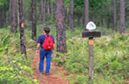 Hiking on the Forest