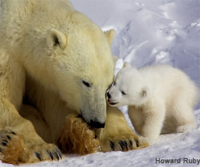 Photo of a Polar Bear Mom and her cub by Howard Ruby