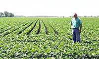 Field of organic soybeans near Fairfield, Iowa.
