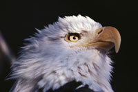 bald eagle