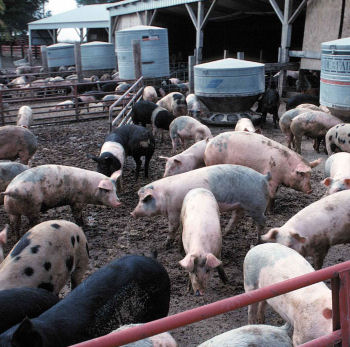 Photo of pigs