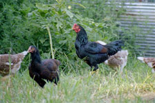 Dark Cornish Chickens