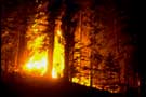 A wildfire rushes through a wooded area