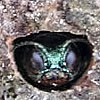 [photo:] Adult emerald ash borer emerging from exit hole.