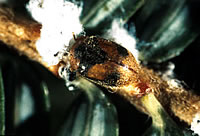 [image:] Lady beetle predator (Scymnus sinuanodulus) feeding on hemlock woolly adelgid.