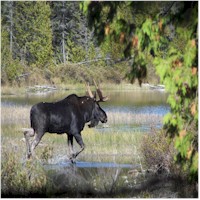Moose Photo by Lisa Gilbert