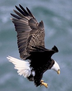 Eagle photo by Dave Menke-USFWS