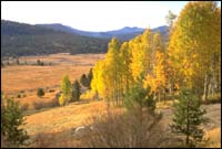 Picture of an aspen forest turned yellow in the fall.