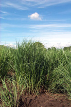 researchers infield of switch grass