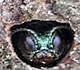 Photo: Emerald Ash Borer emerging from tree.