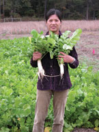 radishes as a cover crop