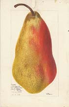 Belle Angevine Pear