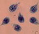 Giardia trophozoites