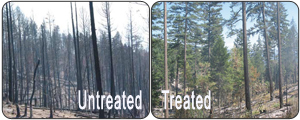 Untreated Forests and Treated Forests.