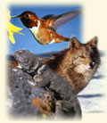 Wildlife Info Button Image