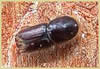 Bark Beetle
