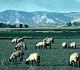 Sheep grazing below mountains