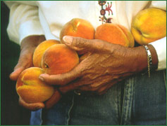 Farmer holding peaches