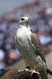 Falcon at Castle Clinton NM