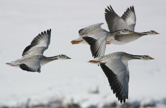 flying bar-headed geese