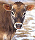 Annie, whose dairy breed was bioengineered with defenses against mastitis disease