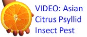 Public Service Announcement: The Asian Citrus Psyllid Invasive Insect Pest Threat to California Agriculture