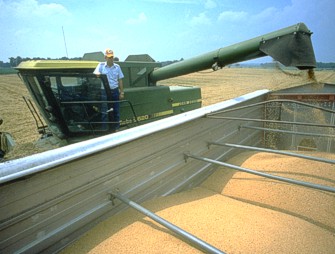 Loading a Grain Harvest