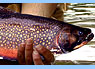 Brook trout