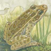 Chiricahua Leopard Frog image from poster