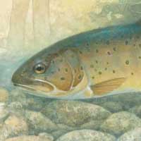 Apache Trout image from poster