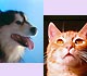 Images of a dog and a cat