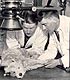 Black and white photo of veterinarians working on a dog