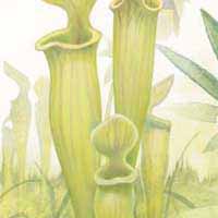 Green Pitcher Plant image from poster
