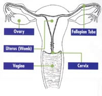 Reproductive organs of a woman