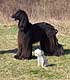 Large and small dog standing together