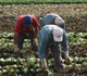 Agricultural workers in a field