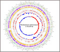 complete genome sequence of salmon pathogen that causes bacterial kidney disease
