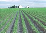 Minnesota soybean field (NRCS photo)